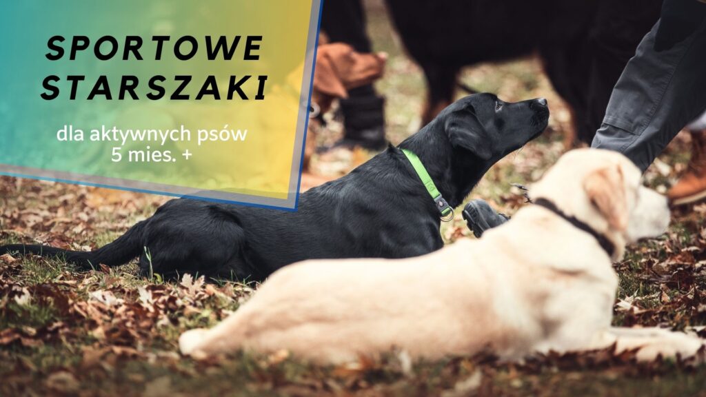 Pies podczas zajęć sportowych Za Psem