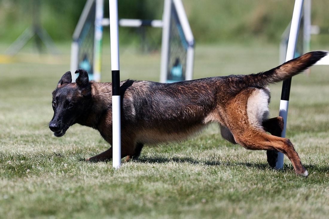 Agility