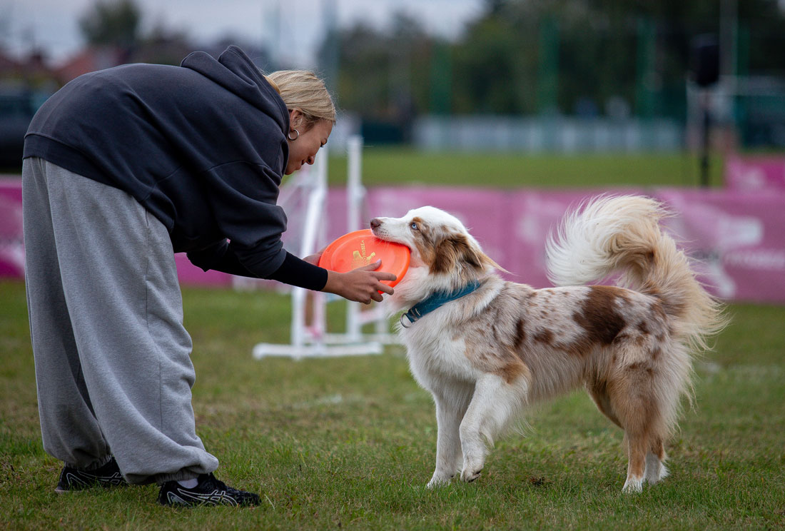 Dog frisbee