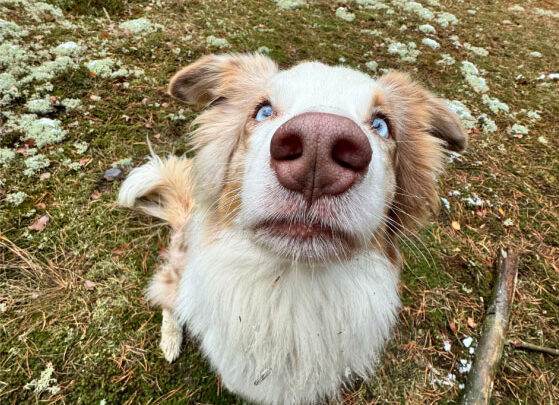 Nosework