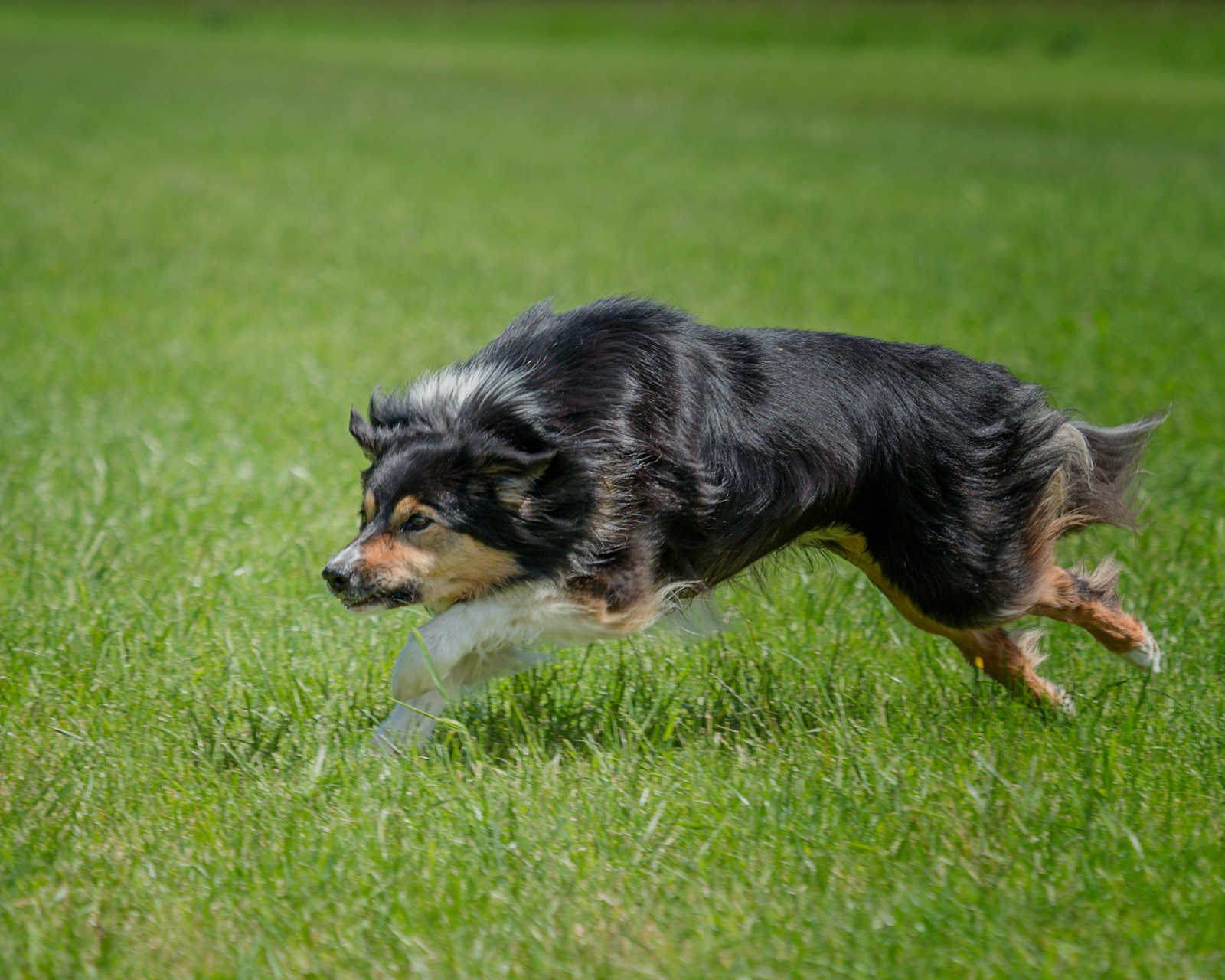 Border collie biegnący po trawie podczas treningu sportowego